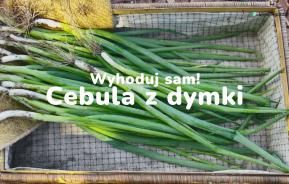 cebula z dymki