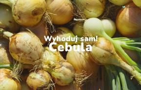 cebula