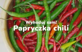 papryczka chili