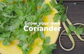 How to grow your own coriander | Love The Garden