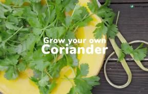 How to grow your own coriander | Love The Garden