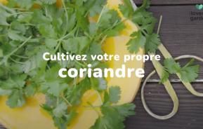 Cultiver du coriandre