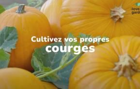 Cultiver vos propres courges