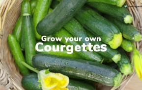 How to grow your own courgettes | Love The Garden