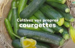 Cultiver des courgettes