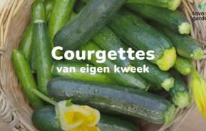 Courgettes kweken