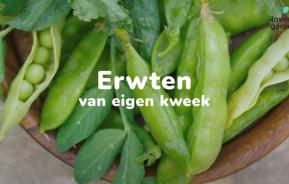 Hoe erwten kweken in de moestuin ?