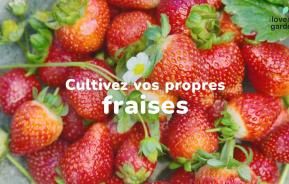 Cultiver des fraises