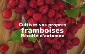 Cultiver des framboises