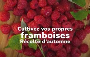 Cultiver des framboises