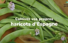 Cultiver des haricots d'Espagne