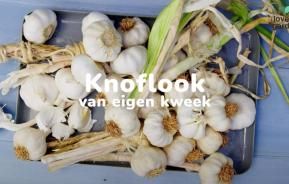 Knoflook kweken