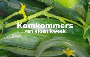 komkommers kweken