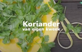 Hoe Koriander kweken ?