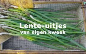 Lente-uitjes kweken