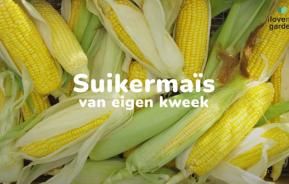 Zelf suikermaïs kweken