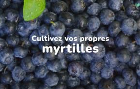 cultiver des myrtilles