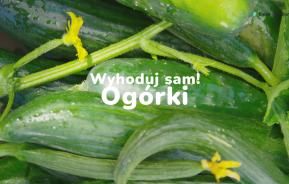 ogórki