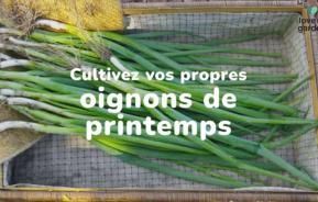 Oignons de printemps comment cultiver