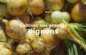 cultivez vos propres oignons