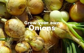 How to grow your own onions | Love The Garden