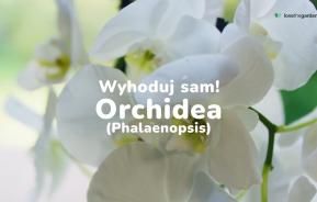 orchidea (phalaenopsis)