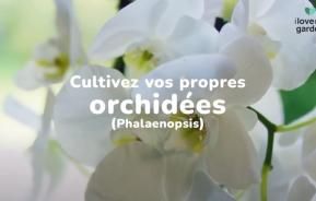 soigner des orchidées