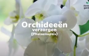 Orchideeën verzorgen