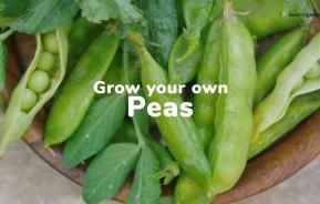 How to grow your own peas | Love The Garden