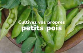 cultiver des petits pois