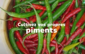 Cultiver des piments