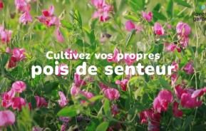 Cultiver des pois de senteur