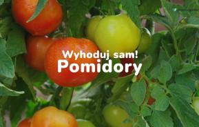 pomidory