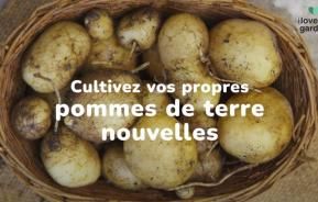 cultiver des pommes de terre 