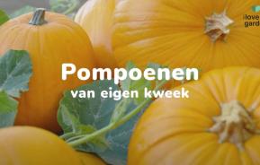 pompoenen kweken