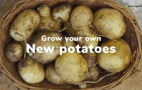 How to grow your own potatoes | Love The Garden