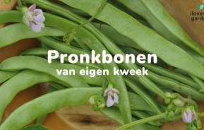 Pronkbonen