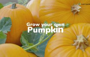 How to grow your own pumpkin | Love The Garden