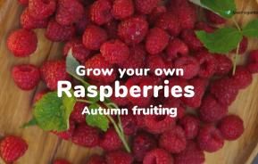 How to grow your own raspberries | Love The Garden