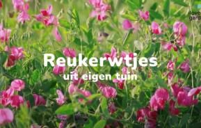 Reukerwtjes kweken