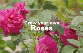 How to grow and care for roses | Love The Garden
