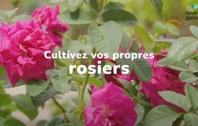 Des rosiers comment planter et soigner ?