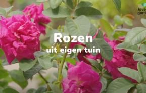 Rozen planten en verzorgen