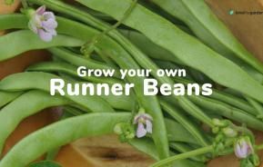 How to grow your own runnerbeans | Love The Garden