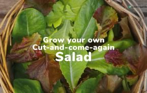 Grow your own salad leaves | Love The Garden
