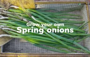 Grow your own spring onions | Love The Garden