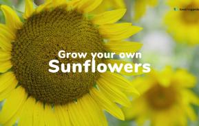 Grow your own sunflowers | Love The Garden