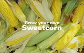 How to grow sweetcorn | Love The Garden
