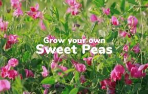 Grow your own sweetpeas | Love The Garden