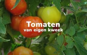 tomaten kweken